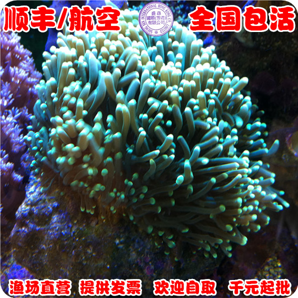 海水鱼火柴头 珊瑚海葵进口绿火柴荧光定水 活体珊瑚快递包活