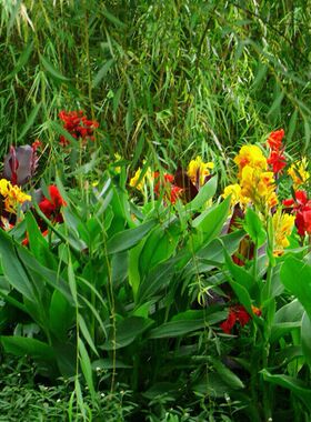 美人蕉小芭蕉3色可选大花美人蕉红艳蕉兰蕉庭院绿化观赏灌木植物