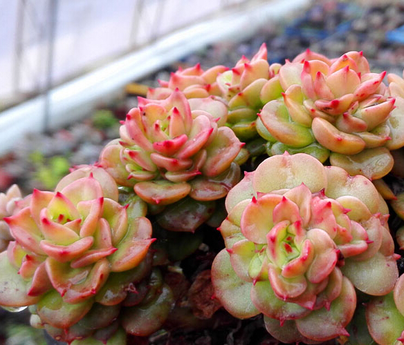 【蜡牡丹】多肉植物多肉组合盆栽