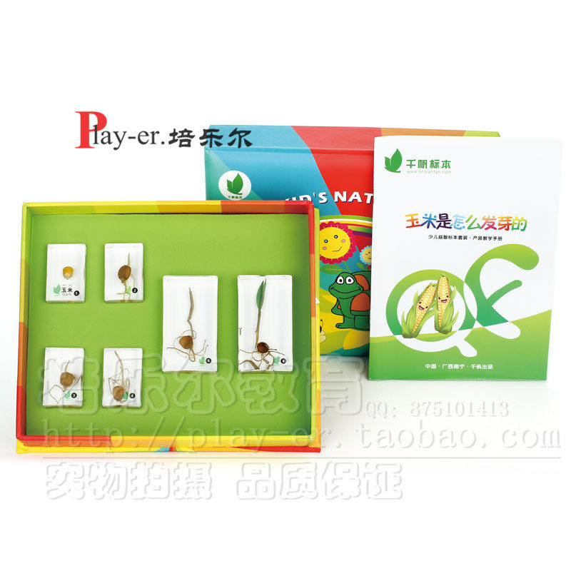 玉米是怎么发芽的幼儿园儿童科学实验室发芽的演变过程包埋标本