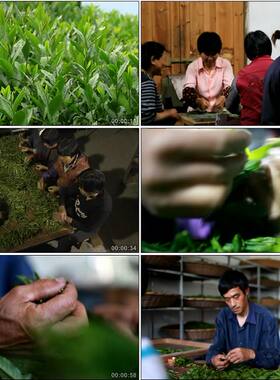农民劳作制茶工艺卖茶太平猴魁/炒茶茶叶/中国高清实拍视频素材