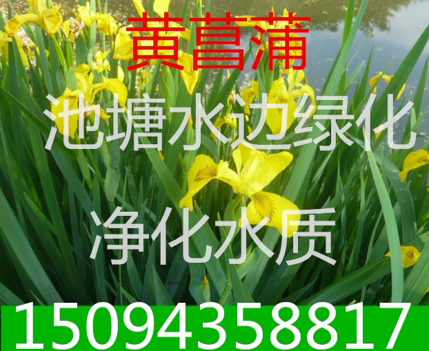 池塘水边绿化造景植物黄菖蒲净化水质菖蒲苗水生植物菖蒲小苗