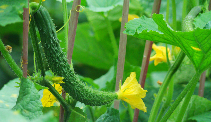 胡瓜素材模板 胡瓜图片下载 小麦优选