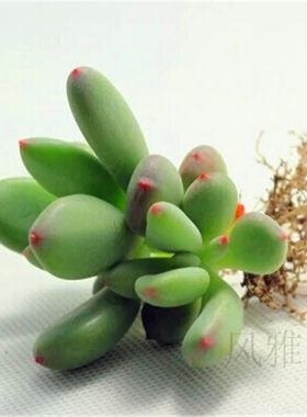 韩国花卉盆景红色多肉植物