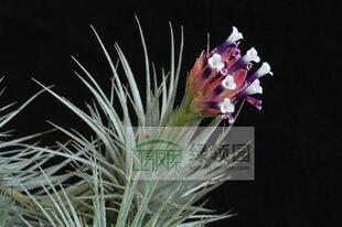 展示 空气凤梨 Tillandsia heteromorpha 大狐狸尾（雨林）