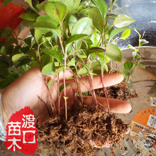 【渡口苗木】菝葜种子或菝葜苗 金刚藤 硬饭头 攀缘藤本 观果植物