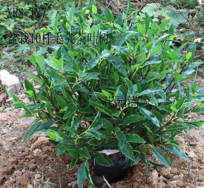 新品高仿真茶花假树叶盆栽盆景毛尖茶叶红茶绿茶搭配装饰摆设直销