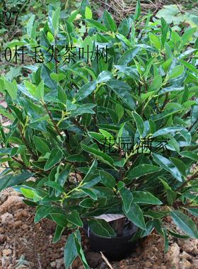 新品高仿真茶花假树叶盆栽盆景毛尖茶叶红茶绿茶搭配装饰摆设直销