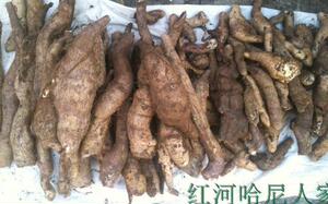 云南红河野生山药(南方人参)货真价实 少量供应10至3月可拍1000g
