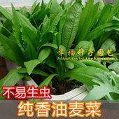 四季 新种 可播 无斑点耐热 容易种植 蔬菜种子 纯香油麦菜