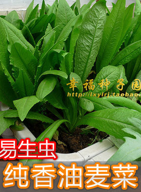 【纯香油麦菜】新种四季蔬菜种子