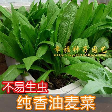 【纯香油麦菜】新种 四季可播 无斑点耐热 蔬菜种子 容易种植