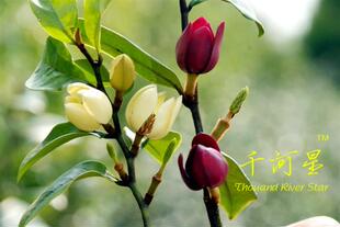 嫁接紫花含笑 墨紫 含笑苗 香蕉花 深山 盆栽庭院植物 浓香型花卉