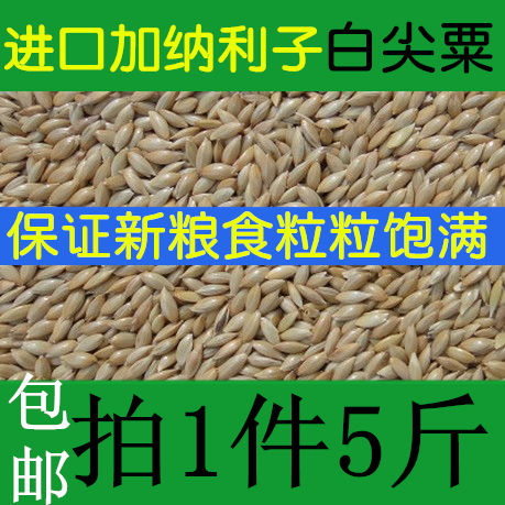 包邮5斤鸟食饲料加纳金丝雀鹦鹉