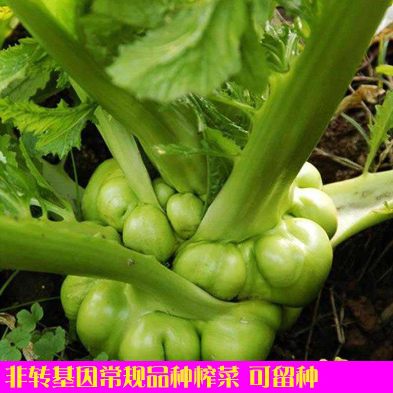 Non-GM Breed Preferred Precocious Mustard seed balcony courtyard spring and autumn Vegetables seed Seed canin the Agricultural goods , Seed/Seedlings , Vegetable Seeds  category - from Buy2taobao.com to provide professional Taobao agent buy service
