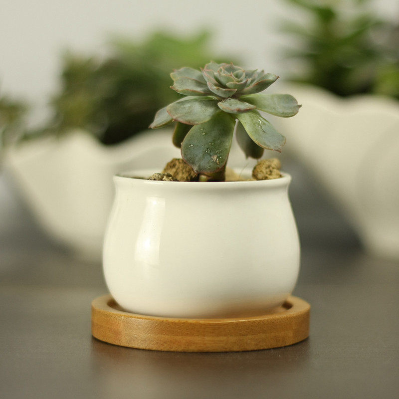 白色简约创意陶瓷圆小缸养多肉植物盆器带托盘迷你diy花盆竹托套