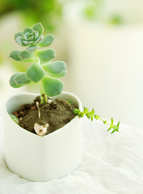 陶瓷1987简约白色创意多肉陶瓷桌面斜口爱心桃心形zakka盆栽花盆