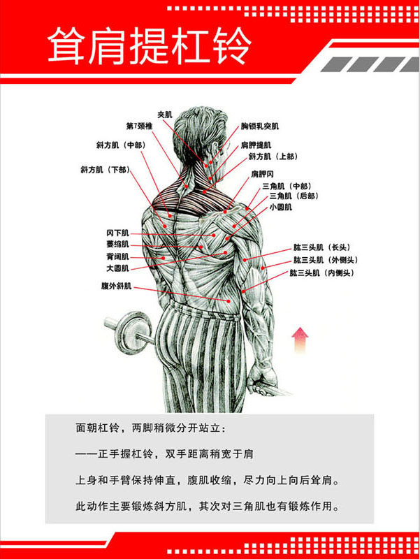 717海报印制展板写真喷绘贴纸116健身房肌肉挂图3耸肩提杠铃