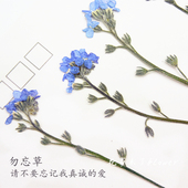 12支装 勿忘草带枝 植物教学标本 滴胶干花手机壳 押花压花干花
