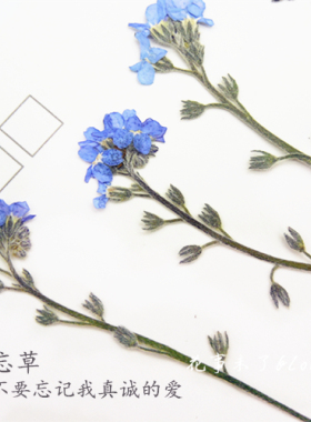 干花勿忘草带枝手机教学支装