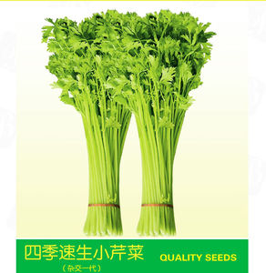 四季速生小芹菜种子黄嫩小香芹抗病抗湿耐低温抗高温10-50克装