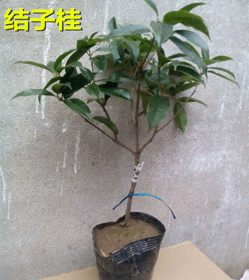 开花后就结果 桂花品种 喜得贵子 结子桂桂花