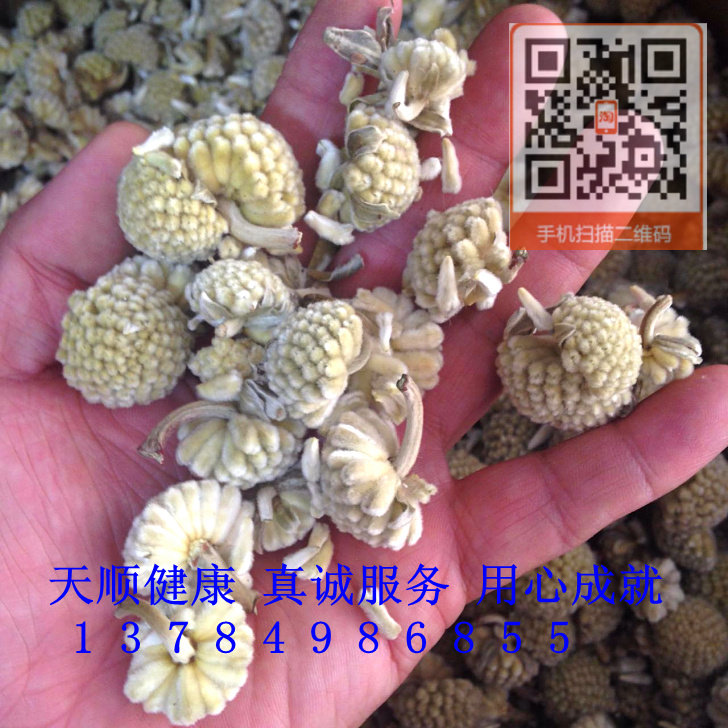 绿萝花 1千克 58 天顺 花