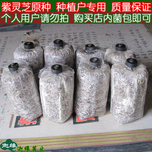 紫灵芝二级种植户专用平菇图片