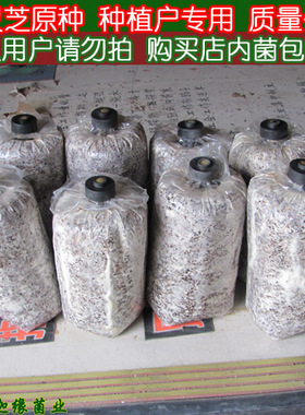 紫灵芝原种 平菇猴头菇原种 二级种种植户专用