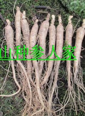 长白山人参新鲜人参带土人参现卖现挖煲汤泡酒  50根包邮