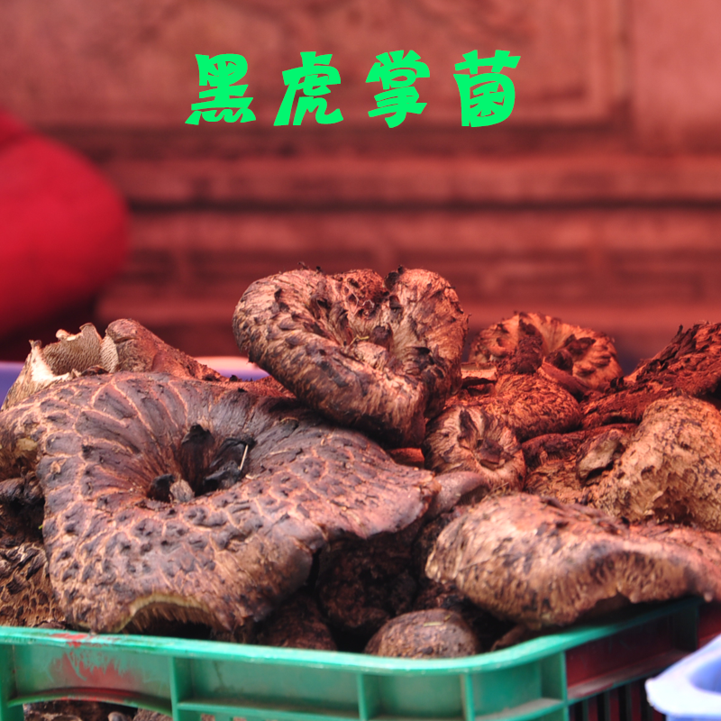 一份半斤新货康定野生菌干货野生獐子菌黑虎掌菌包邮全国
