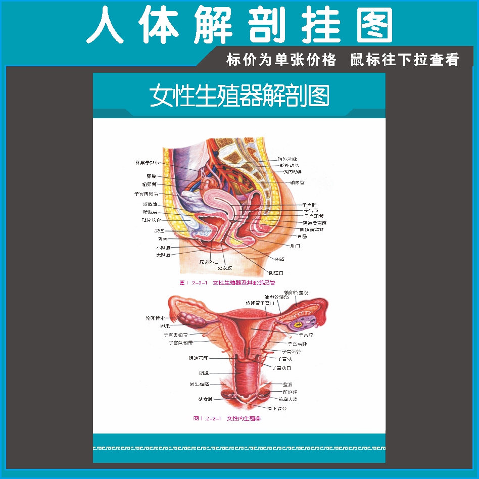 女性生殖系统分布构示意图医学宣传挂图人体器官医院布置海报58