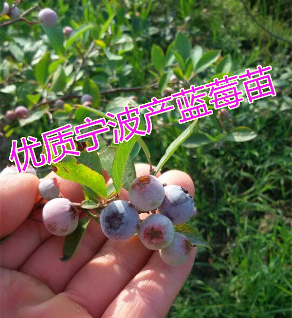 浙江宁波盆栽蓝莓树苗