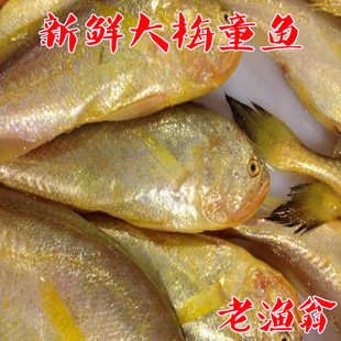 舟山鲜活水产新鲜大梅童梅子 大头宝鱼 一斤9-12条