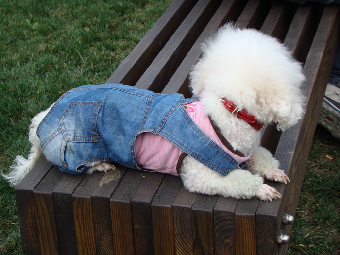 牛仔裤子衣服泰迪夏装宠物狗狗