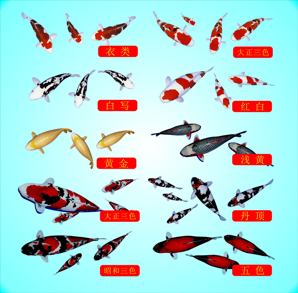713海报印制展板写真喷绘贴纸602海洋公园日本锦鲤种类介绍