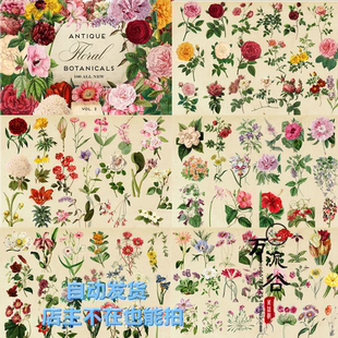 唯美复古手绘植物花卉插画绘本花朵叶子图案 PNG平面免扣设计素材