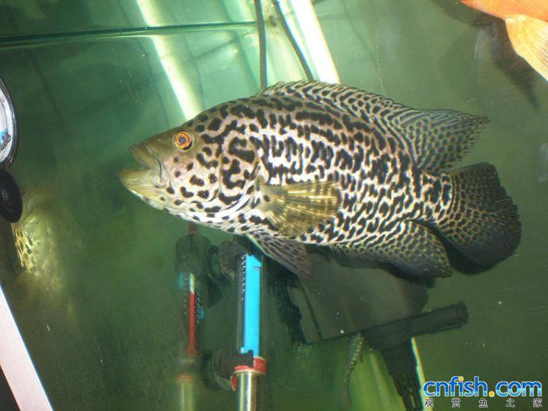 大型 鱼热带鱼南美鱼金斑鱼花老虎鱼观赏鱼花纹鱼活体鱼现货批发