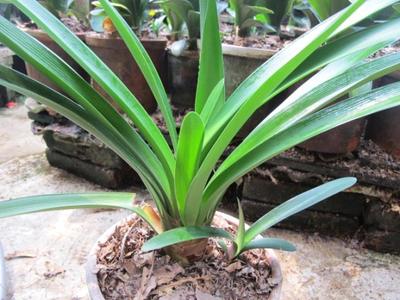 君子兰【毛兰伢子】