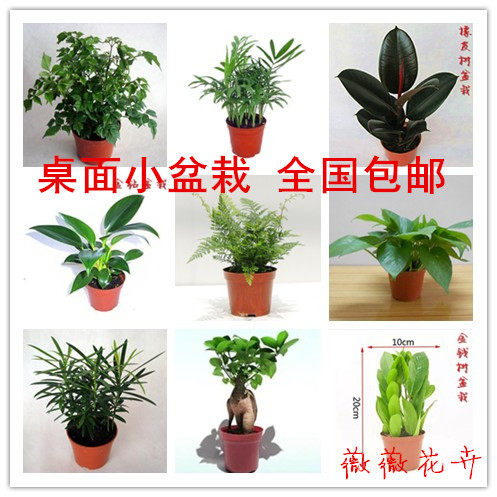 桌面小盆栽绿植盆景 多肉植物绿萝 罗汉松 紫檀 九里香满18元包邮