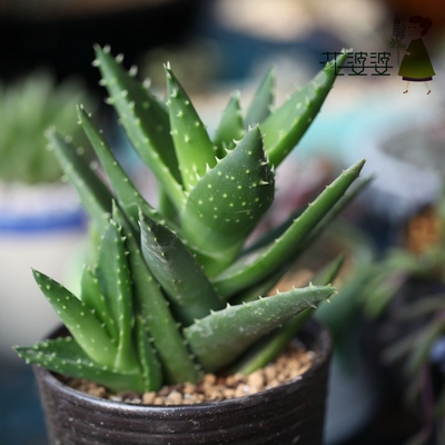 芦荟盆栽植物花婆婆仙人掌绿植