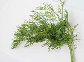 新鲜香料 新鲜莳萝  洋茴香 刁草 茴香苗100g 京津冀任意6件包邮