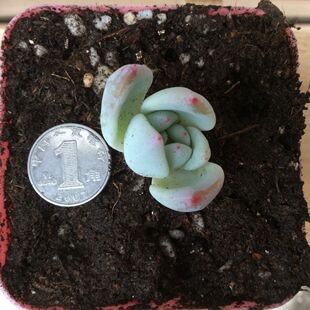 多肉植物 残肉/瘦肉 保证对版 适合剁手 解毒宝贝 每天更新