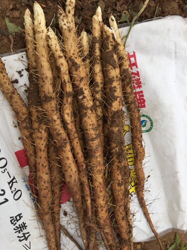 河南温县正宗翻地垆土铁棍山药