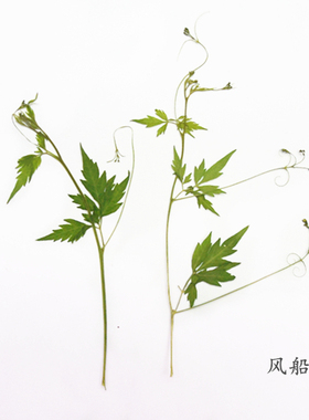 风船叶片干花天然手机壳植物教学
