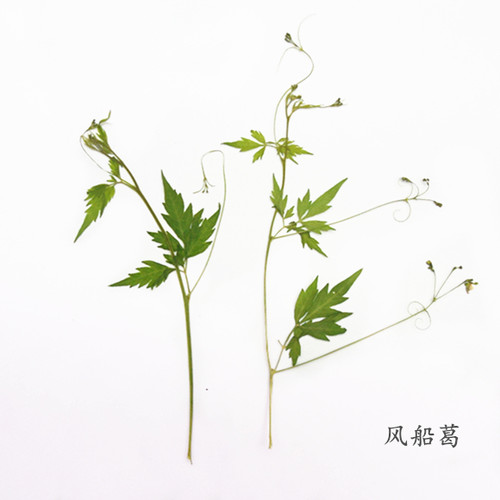 风船叶片干花天然手机壳植物教学