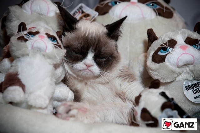 Peluche manga grumpy cat - Ref 2696050 Image 1