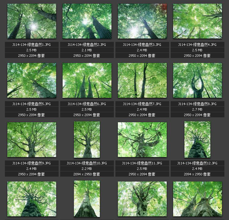 参天大树 树冠树叶 树林森林 纸条绿荫 绿意盎然 素材图片图库在类目 商务/设计服务, 设计服务, 其它设计服务中 - 来自Buy2taobao.com提供专业的淘宝代购服务