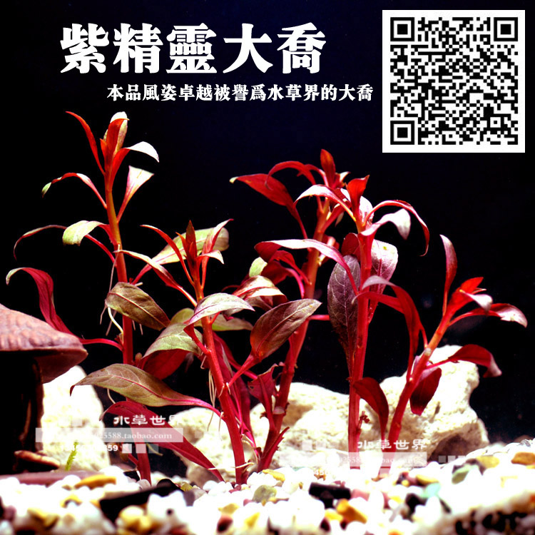 【水草世界】大乔水草 紫丁香 前景水草 鱼缸造景草 活体水草