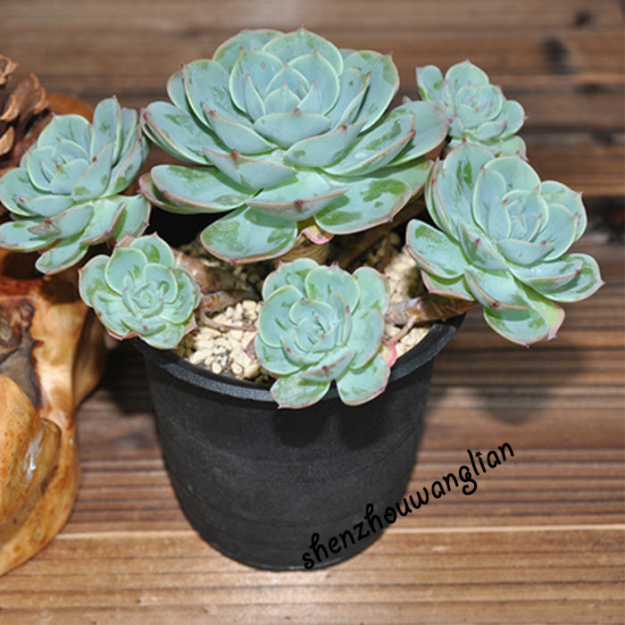 多肉植物玉蝶石莲花多少钱 多肉植物玉蝶石莲花优惠券免费领取 有条鱼